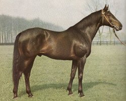 stallion Mangon xx (Thoroughbred, 1949, from Gundomar xx)