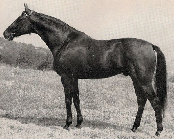 stallion Alarich xx (Thoroughbred, 1957, from Mangon xx)