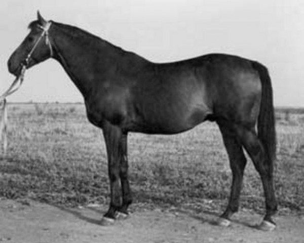 stallion Raufbold xx (Thoroughbred, 1940, from Oleander xx)