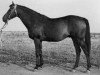 stallion Raufbold xx (Thoroughbred, 1940, from Oleander xx)