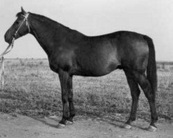 stallion Raufbold xx (Thoroughbred, 1940, from Oleander xx)