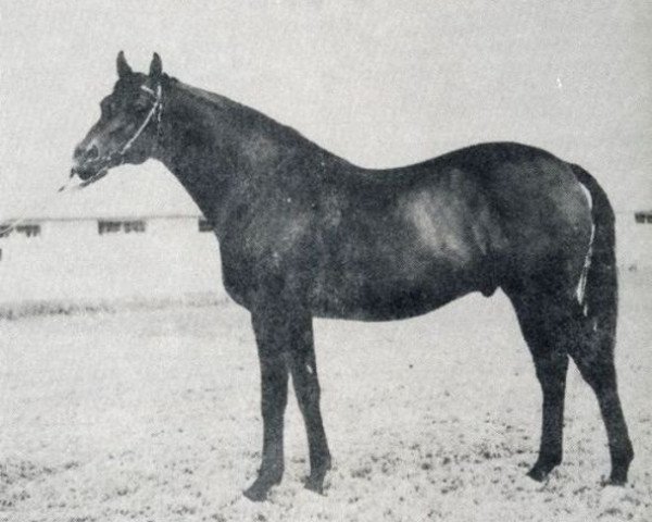 stallion Priz xx (Thoroughbred, 1958, from Raufbold xx)