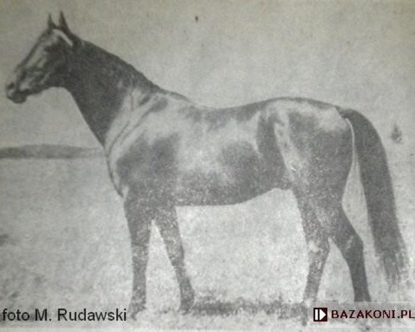 stallion Oran I (Great Poland (wielkopolska), 1962, from Priz xx)