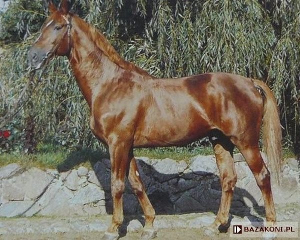 stallion Kobryń (Great Poland (wielkopolska), 1970, from Oran I)