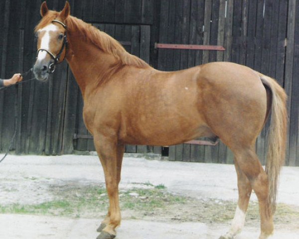 stallion Aragonit (Trakehner, 1978, from Kobryń)
