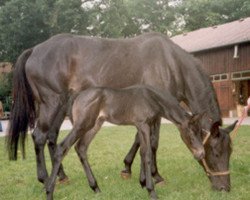 Zuchtstute Ovation (Trakehner, 1978, von Vektor)