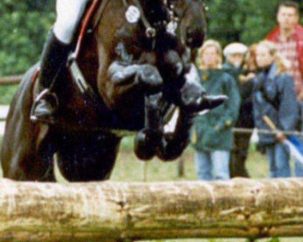 Zuchtstute Ombra v. Gaeu (Trakehner, 1990, von Consul)