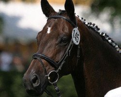 broodmare Kaharied (Trakehner, 1998, from Hohenstein I)