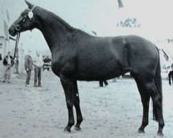 broodmare Herzmuschel (Trakehner, 1978, from Tuemmler)