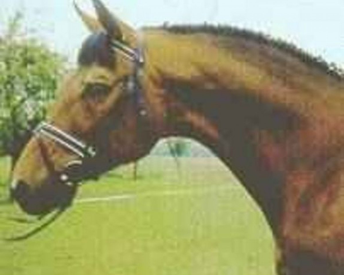 stallion Atoll (Trakehner, 1980, from Halali)