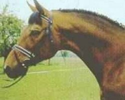 stallion Atoll (Trakehner, 1980, from Halali)