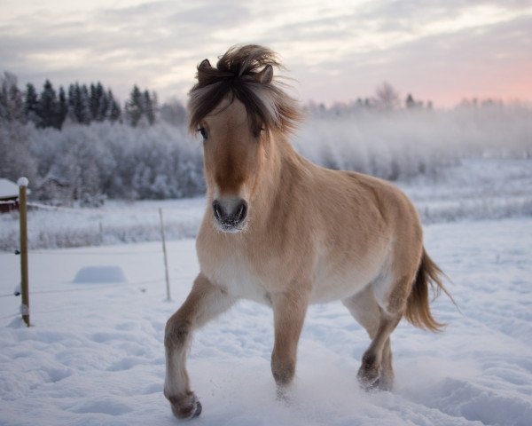 horse Långdansens Livar (Fjord Horse, 2020, from Kronos)