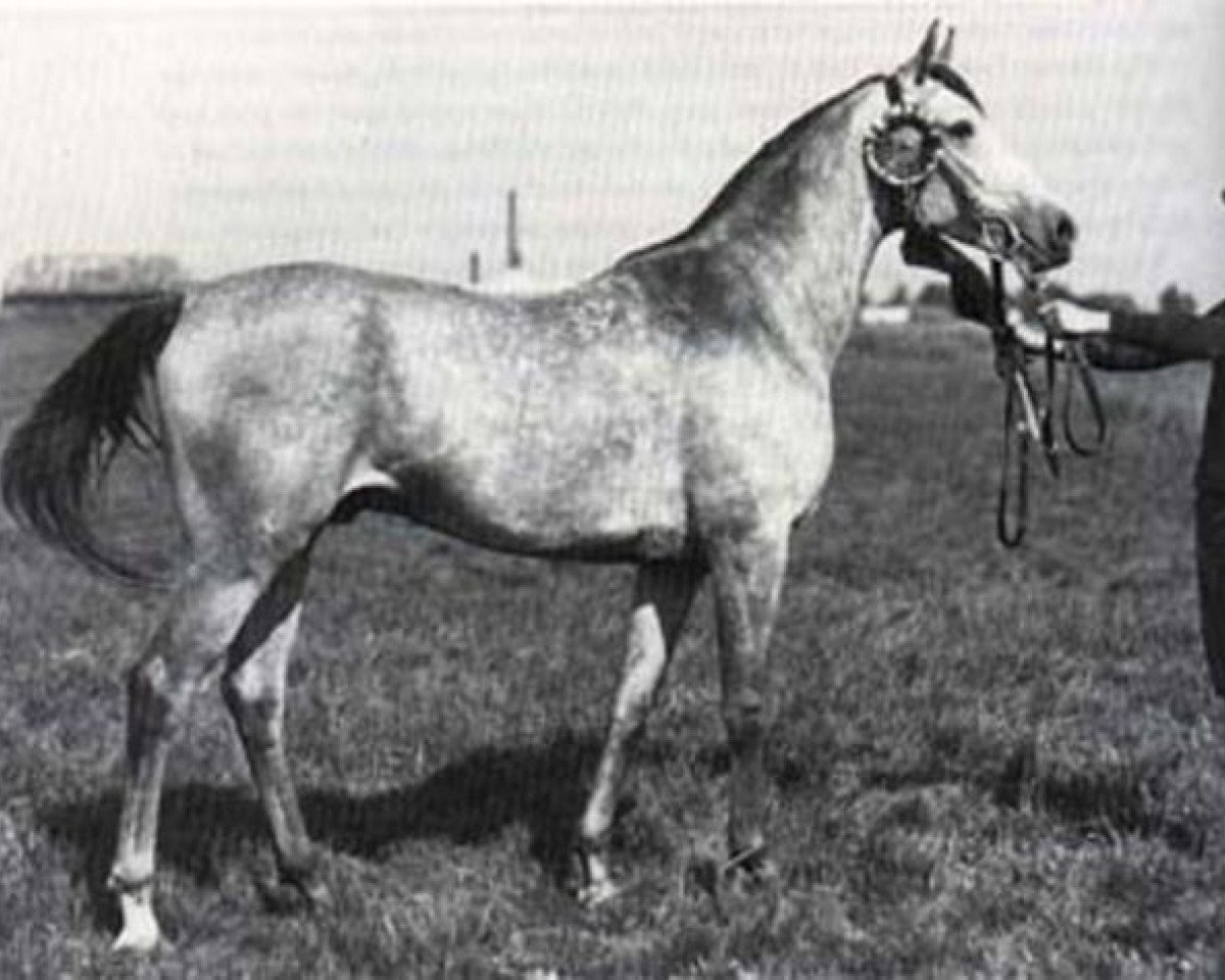stallion Kaszmir 1929 ox (Arabian purebred, 1929, from Farys II ox)