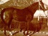 stallion Taki Pan 1937 ox (Arabian thoroughbred, 1937, from Kaszmir 1929 ox)