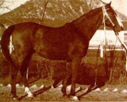 stallion Taki Pan 1937 ox (Arabian thoroughbred, 1937, from Kaszmir 1929 ox)