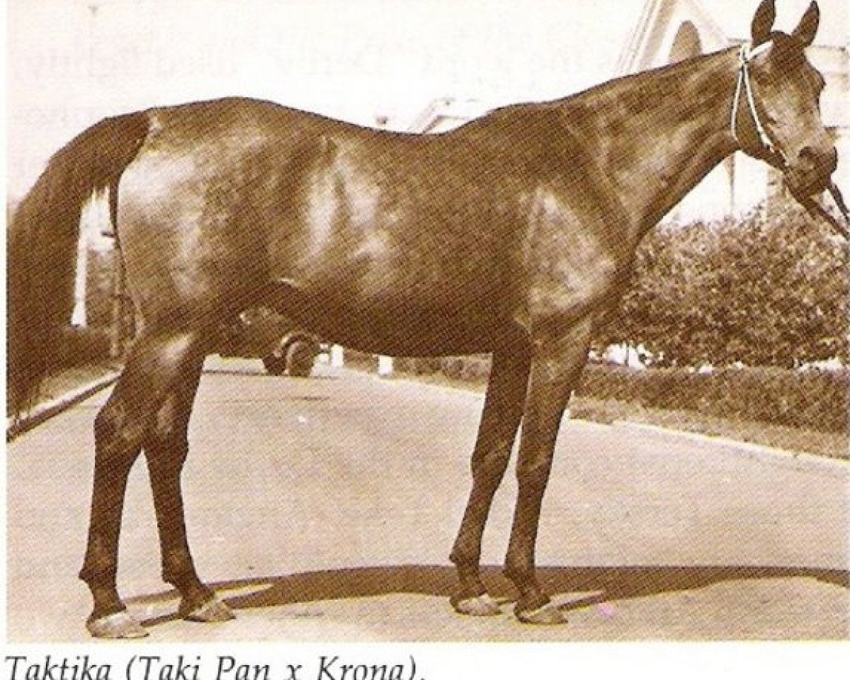 Zuchtstute Taktika 1943 ox (Vollblutaraber, 1943, von Taki Pan 1937 ox)
