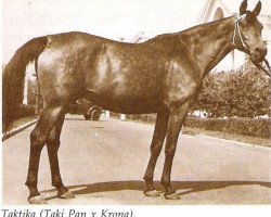 broodmare Taktika 1943 ox (Arabian thoroughbred, 1943, from Taki Pan 1937 ox)