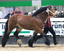 stallion Epos v. Marienthal (Rhenish-German Cold-Blood, 2008, from Edzard)