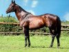 stallion Auenadler xx (Thoroughbred, 1992, from Big Shuffle xx)