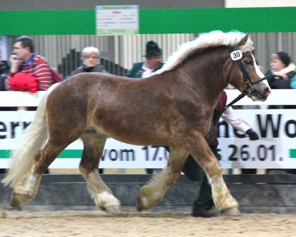 stallion Carol von Söhre (Rhenish-German Cold-Blood, 2008, from Condor II)