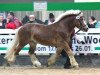 stallion Carol von Söhre (Rhenish-German Cold-Blood, 2008, from Condor II)