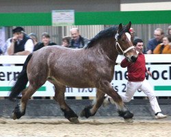 broodmare Eva II (Rhenish-German Cold-Blood, 2005, from Elan von Dönitz)