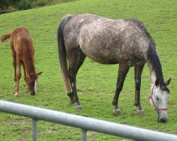 broodmare White Magic (Zweibrücken, 1998, from Weinheim)