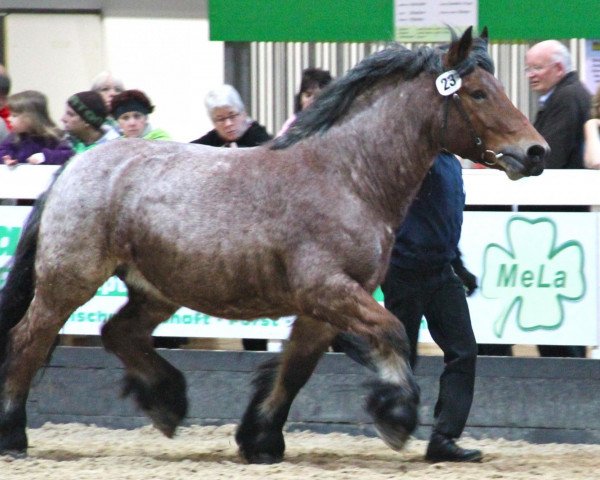 broodmare Nina (Rhenish-German Cold-Blood, 2006, from Nerlinger RS)