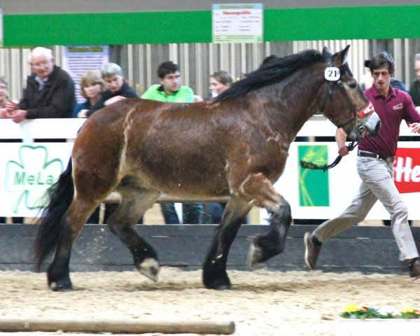 Zuchtstute Agnes (Rheinisch-Deutsches Kaltblut, 2006, von Pesedo)