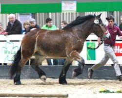 broodmare Agnes (Rhenish-German Cold-Blood, 2006, from Pesedo)