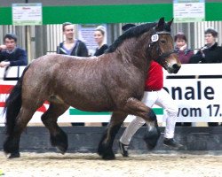 broodmare Nina (Rhenish-German Cold-Blood, 2006, from Nerlinger RS)