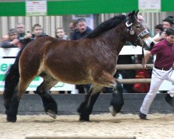 broodmare Thea 80054 (Rhenish-German Cold-Blood, 2008, from Nandu)