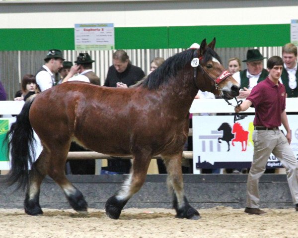 broodmare Amanda (Rhenish-German Cold-Blood, 2008, from Elmar)