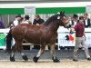 broodmare Amanda (Rhenish-German Cold-Blood, 2008, from Elmar)