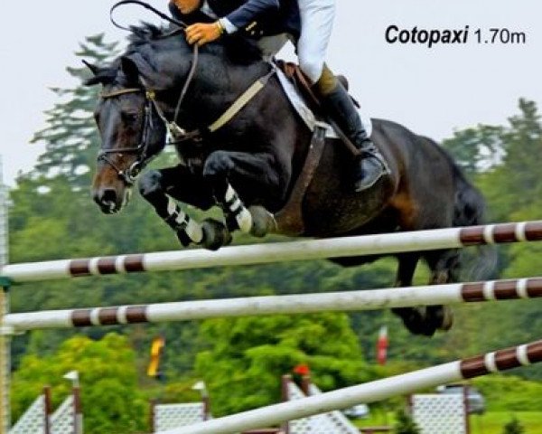 stallion Cotopaxi (Holsteiner, 1997, from Carbano)