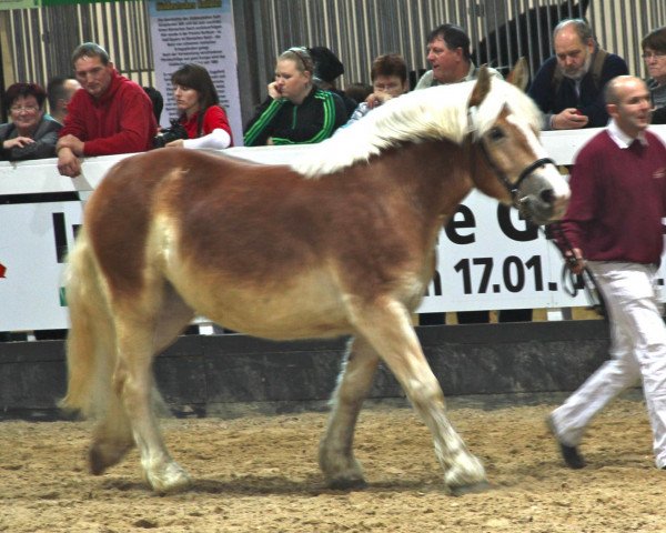 Zuchtstute Trixie von Wallwitz (Rheinisch-Deutsches Kaltblut, 2009, von Ural)