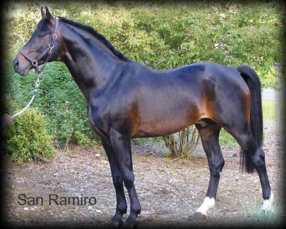 stallion San Ramiro (Hanoverian, 1991, from Sandro)