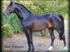 stallion San Ramiro (Hanoverian, 1991, from Sandro)