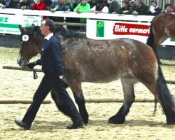 horse Fabienne (Rheinisch-Deutsches Kaltblut, 2009, from Ferry)