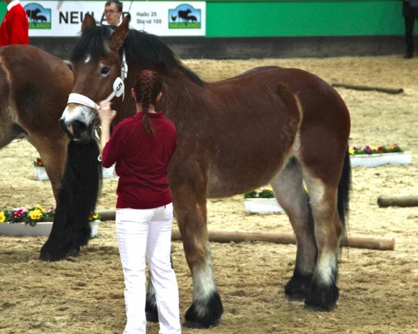 broodmare Evi (Rhenish-German Cold-Blood, 2009, from Erdmann)