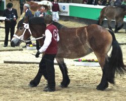 broodmare Reni von Marienthal (Rhenish-German Cold-Blood, 2009, from Egmont)