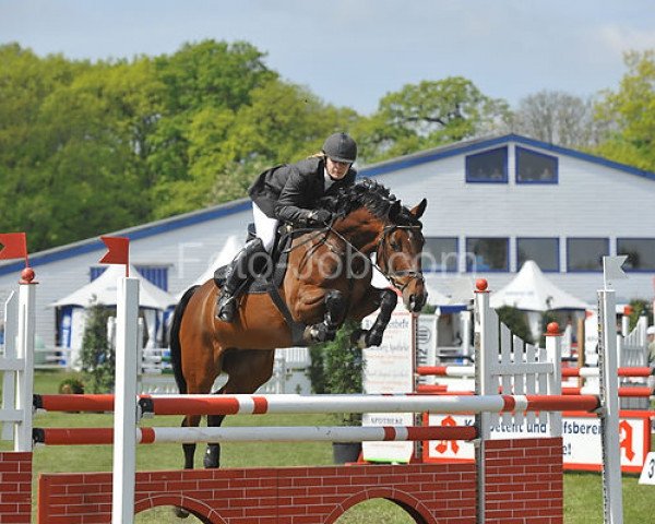 jumper Penny Lee H (Holsteiner, 2000, from Lordanos)