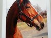 broodmare Balaika de Walput (Belgian Warmblood, 2001, from Brandy de la Cour)