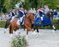 dressage horse Day of Whisper (German Riding Pony, 2001, from FS Don't Worry)