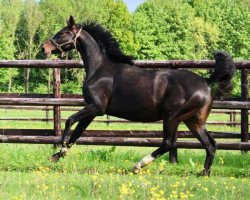 broodmare Leggerezza Bois Margot Z (Zangersheide riding horse, 2018, from L'Arc de Triomphe)