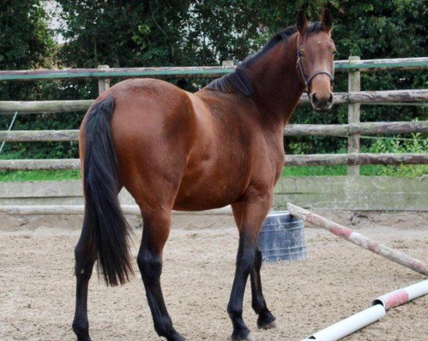 broodmare L'Alta Acquabois Margot Z (Zangersheide riding horse, 2018, from L'Arc de Triomphe)