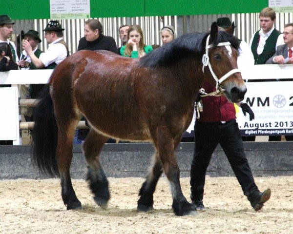 Zuchtstute Quincy (Rheinisch-Deutsches Kaltblut, 2008, von Uftu)