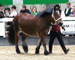 broodmare Quincy (Rhenish-German Cold-Blood, 2008, from Uftu)