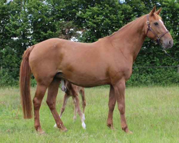 broodmare Tennisball Bois Margot (Selle Français, 2007, from Quaprice Z)