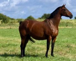 broodmare Quesera Bois Margot (Selle Français, 2004, from L'Arc de Triomphe)